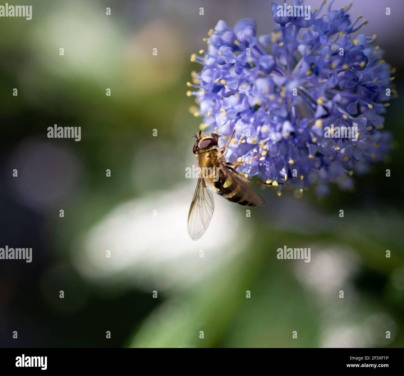 Closeup di hoverfly Syrphus torvus, specie di insetto comune nei continenti settentrionali. Alimentazione su polline e nettare di Ceanothus thyrsiflorus. Foto Stock