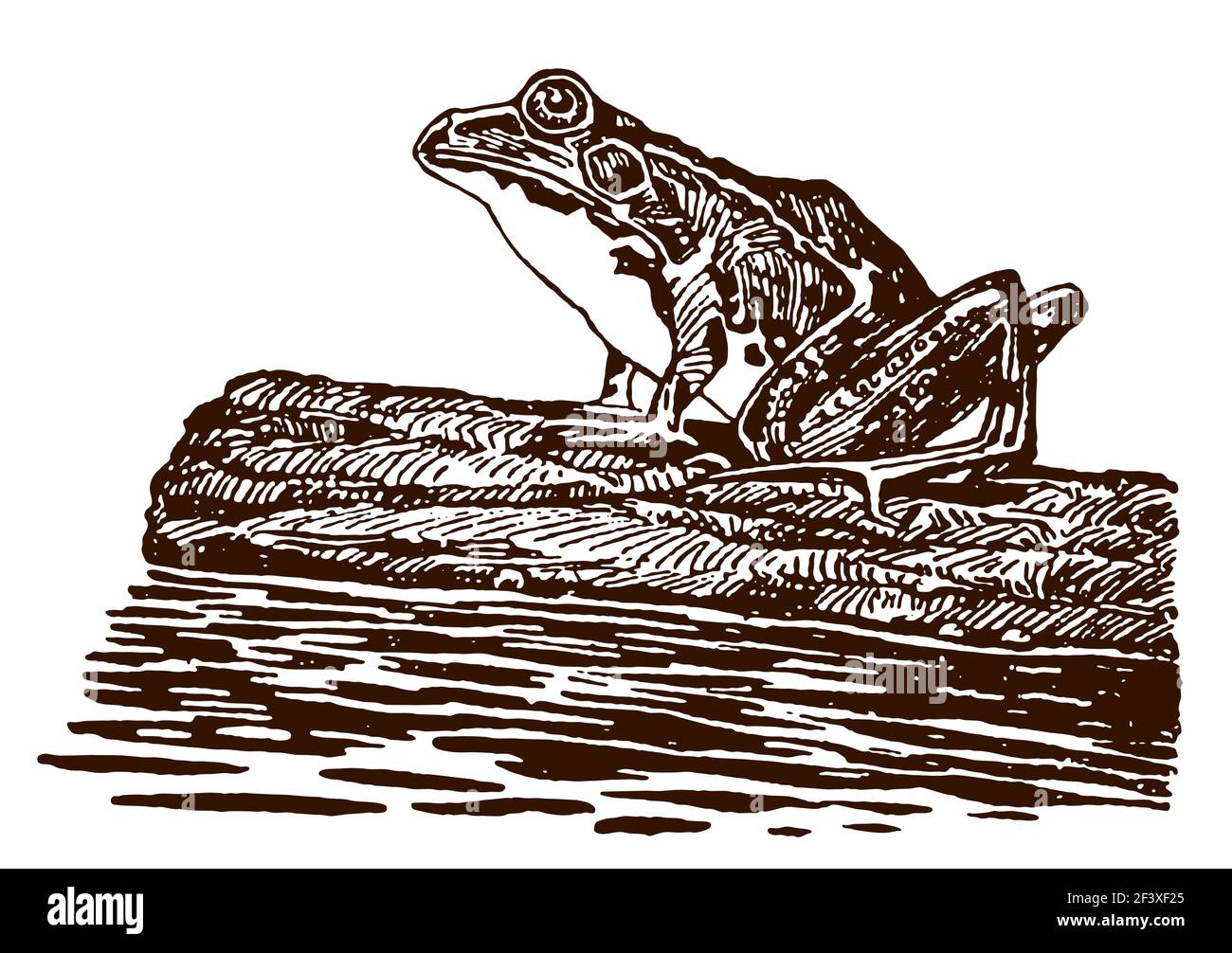 Rana seduta su un tronco di albero galleggiante, dopo un'antica illustrazione Illustrazione Vettoriale