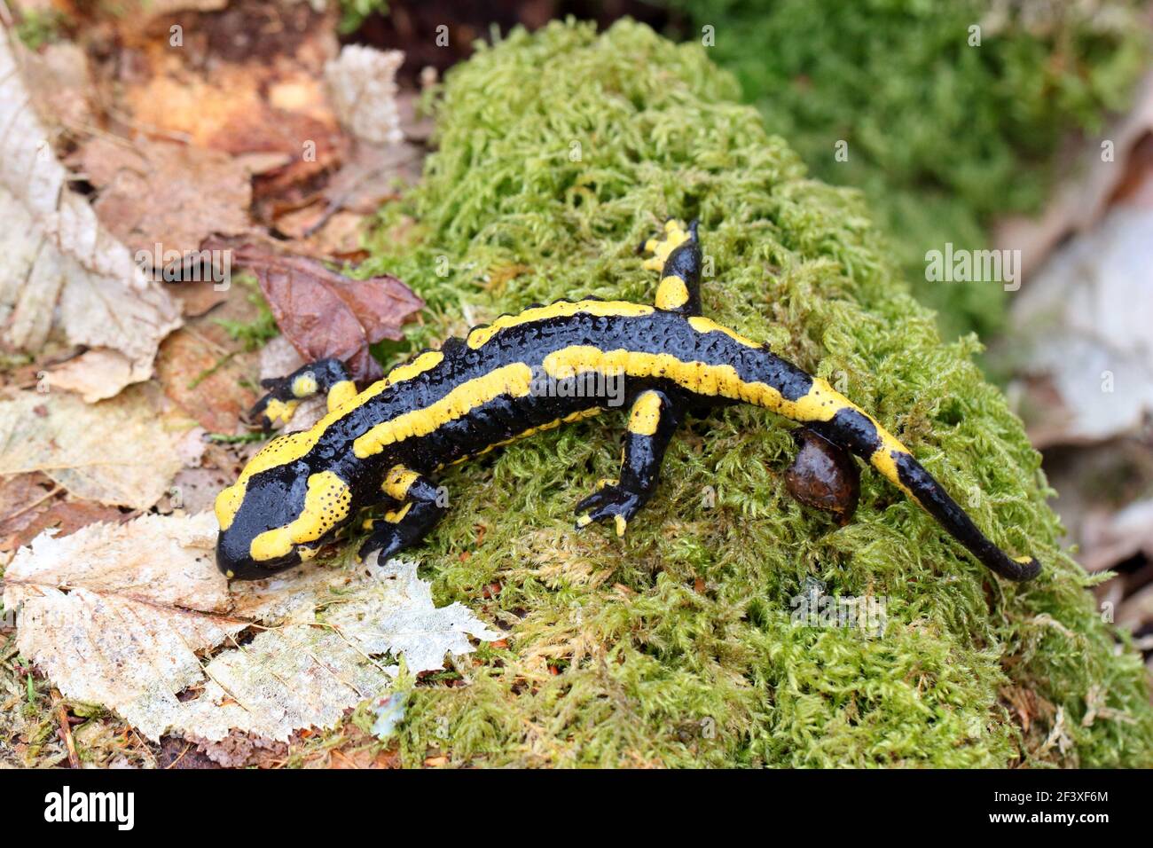 Salamandra salamandra macchiata su un ceppo in una foresta Foto Stock