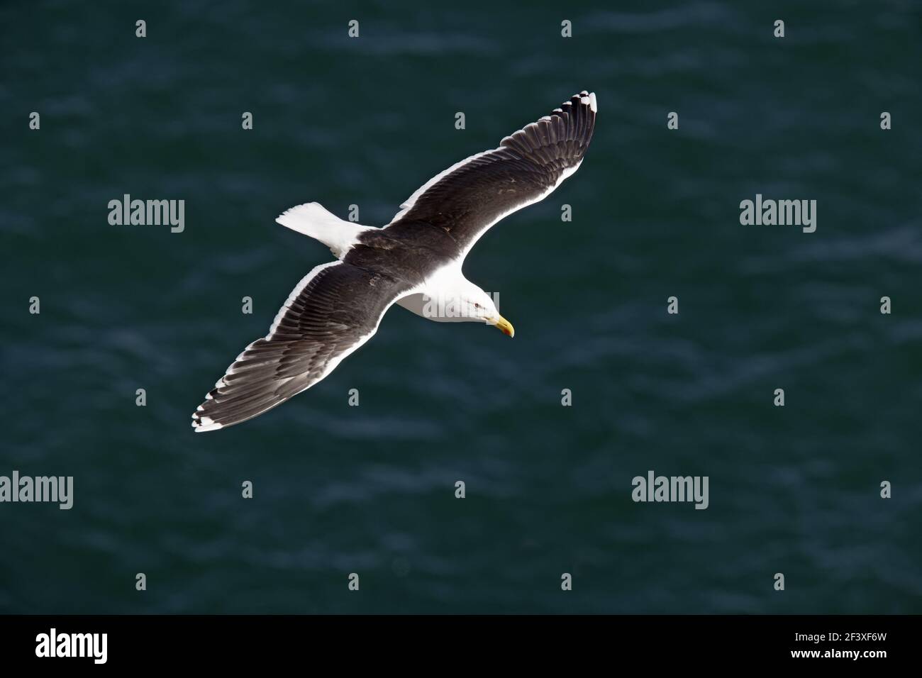 Great Black-backed Gull - in volo sul mare Larus marinus Fowlsheugh RSPB Reserve Grampian, UK BI010157 Foto Stock