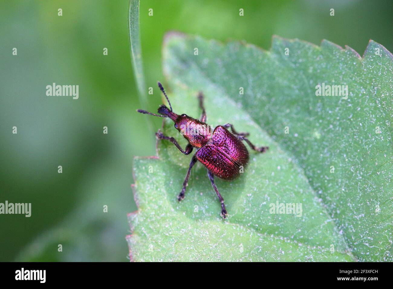 Pesca Weevil Rhynchites bacchatus su una foglia Foto Stock