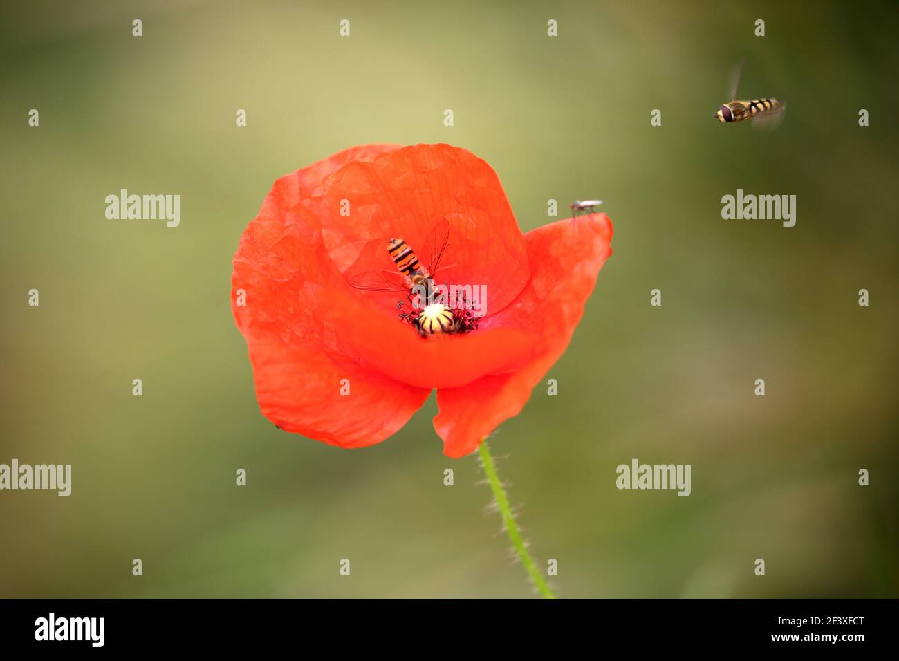 Primo piano di un Poppy-fiore isolato Foto Stock