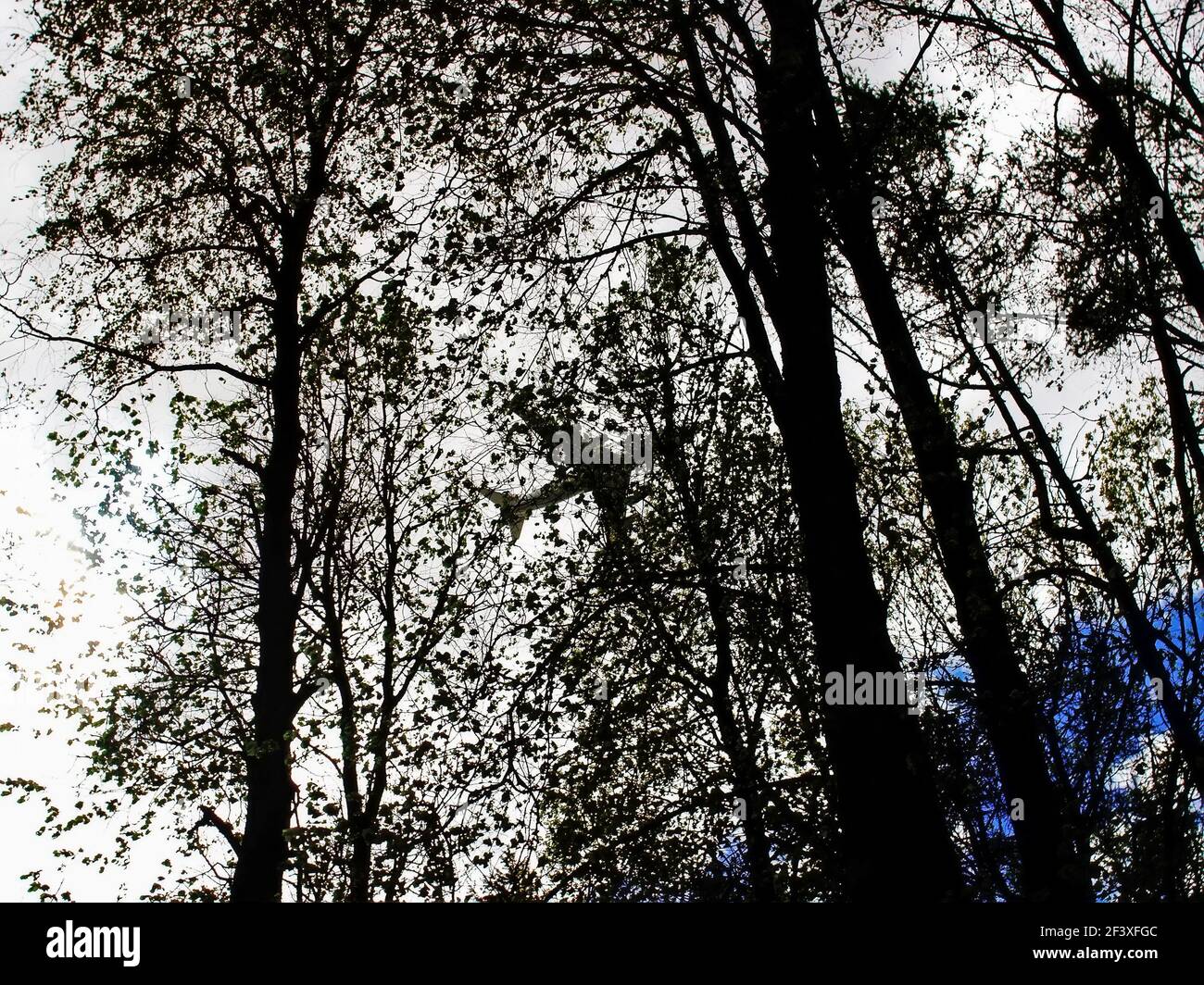 Aereo nel cielo attraverso gli alberi in primavera, Mosca Foto Stock