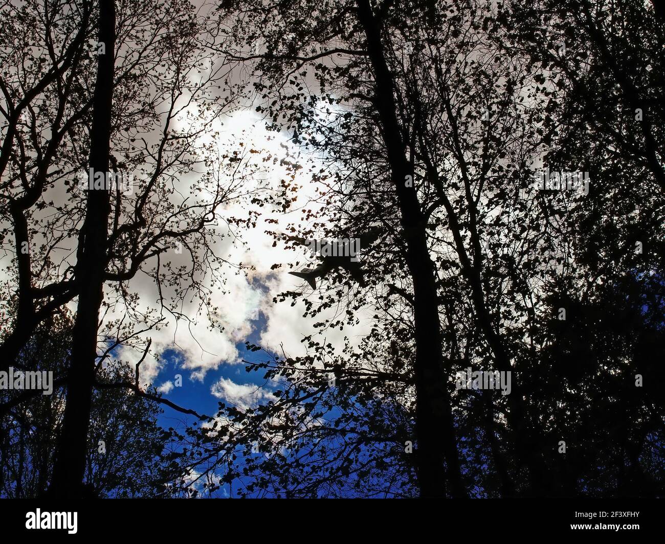 Aereo nel cielo attraverso gli alberi in primavera, Mosca Foto Stock