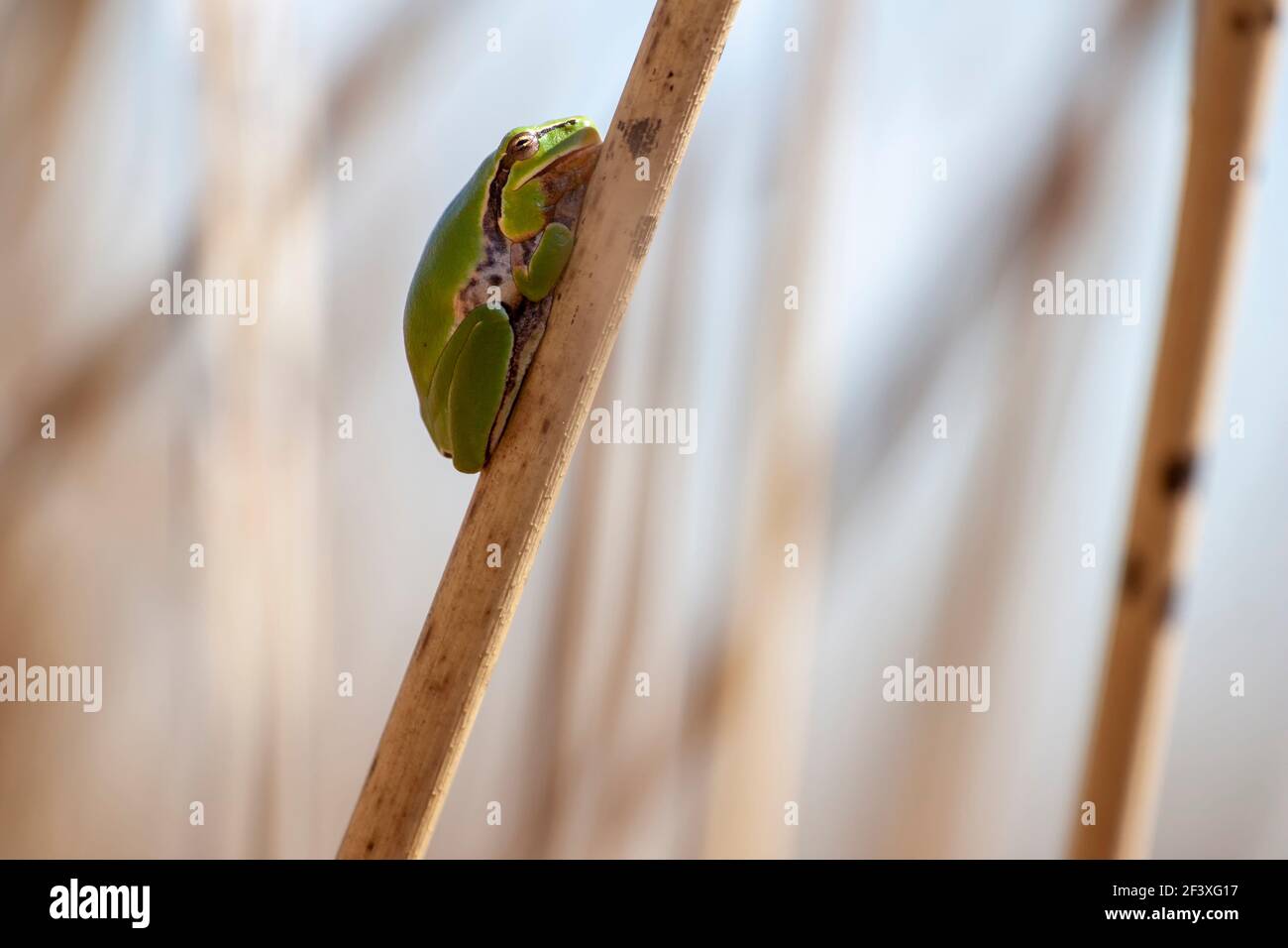 Rana di albero Hyla meridionalis perching Foto Stock