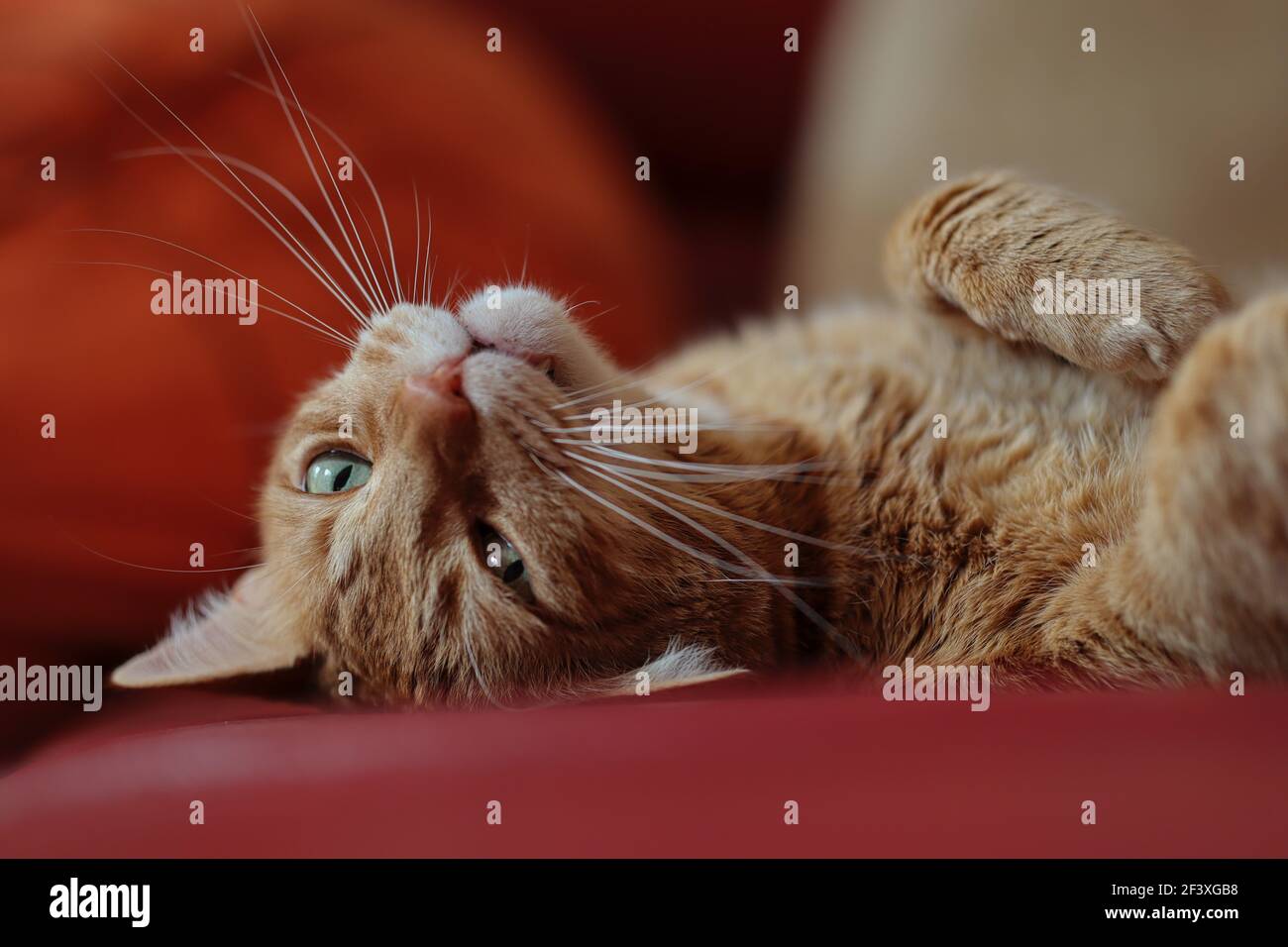 Adorabile Ginger Tabby Cat sul divano rosso con i suoi occhi verdi aperti. Cute Orange Kitty giace giù sul lettino all'interno. Foto Stock