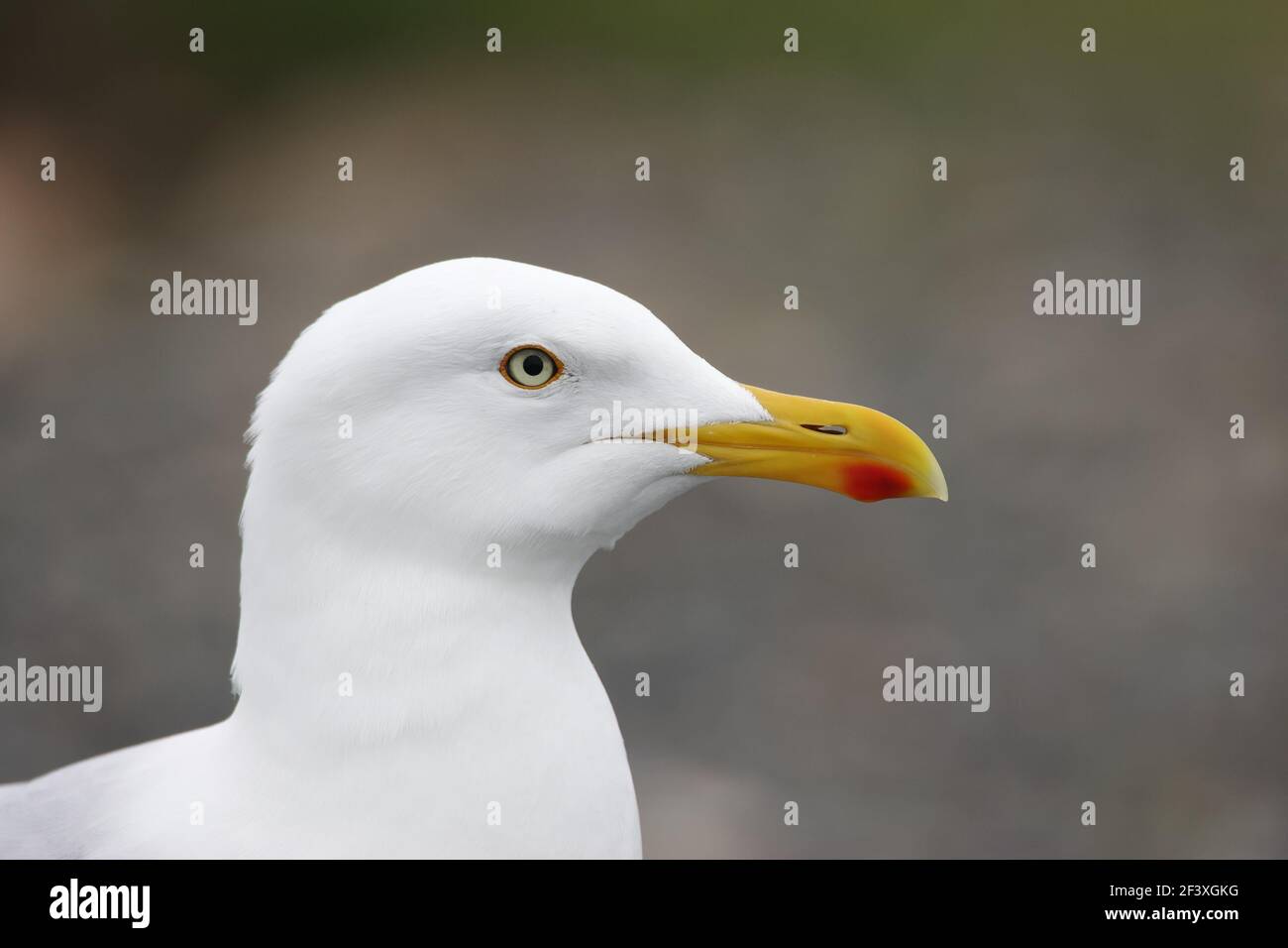 Herring Gull - Head ShotLarus argentatus Shetland Mainland, UK BI010386 Foto Stock
