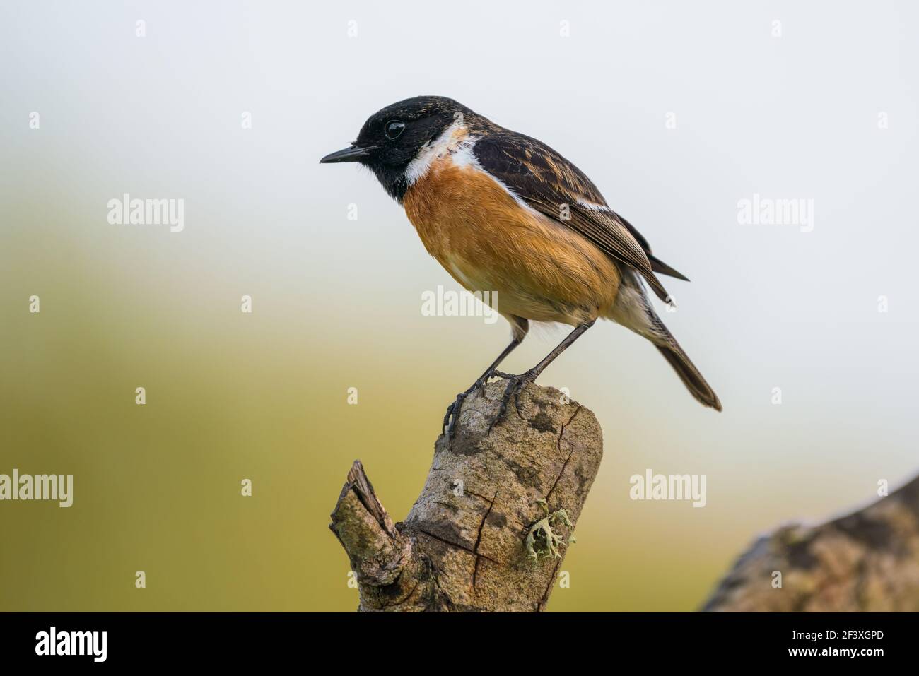 Sassicola Rubicola maschio, chiamato Tarabilla in spagnolo arroccato su un ramo Foto Stock