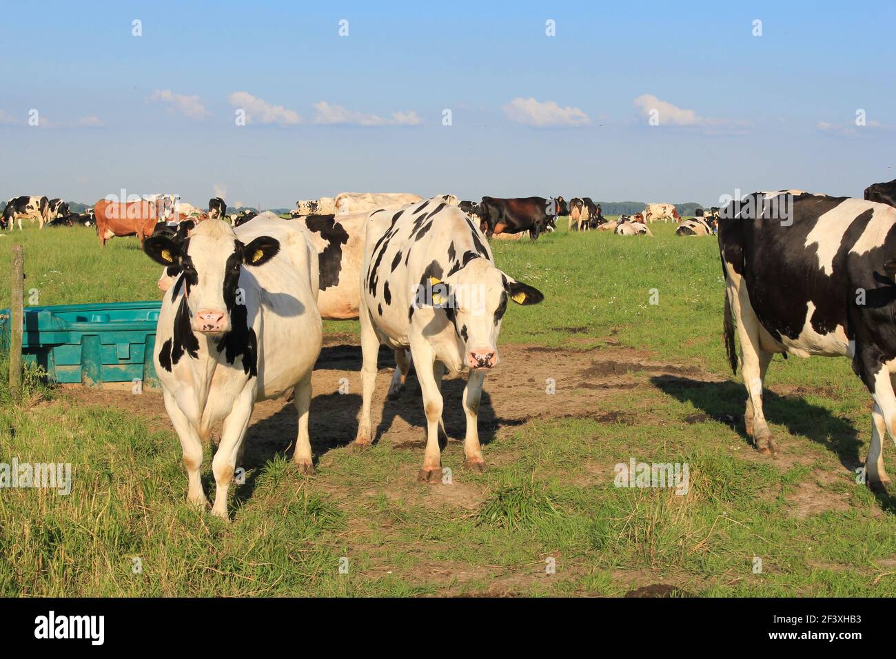 alcune mucche in un prato closeup di una grande mandria di mucche nella campagna in zelanda, nei paesi bassi in primavera Foto Stock