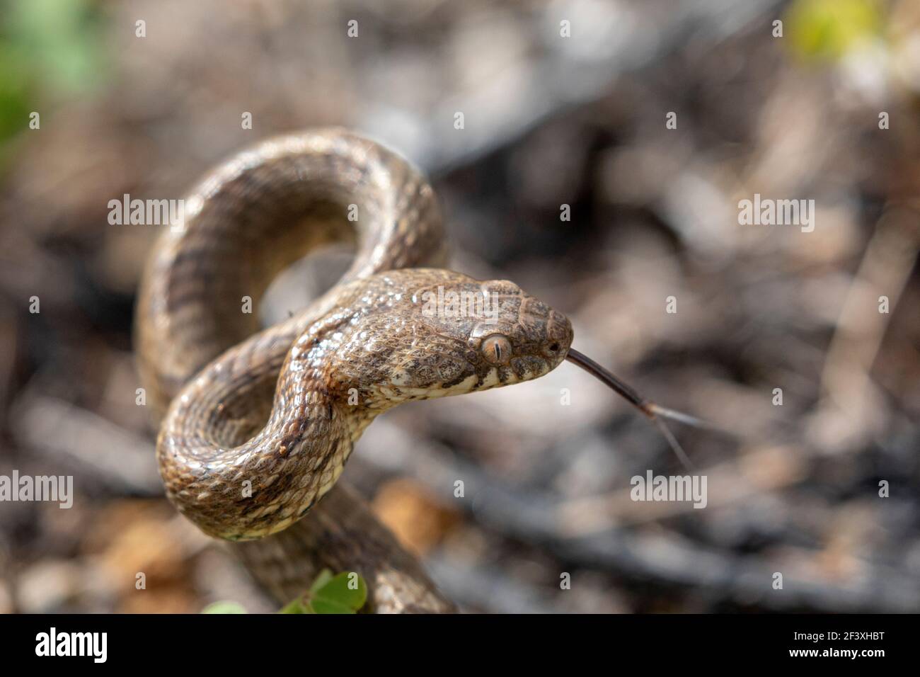 Serpente Telescopio fallax in primo piano in posizione difensiva Foto Stock