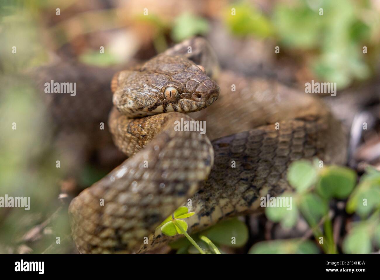 Serpente Telescopio fallax in primo piano in posizione difensiva Foto Stock