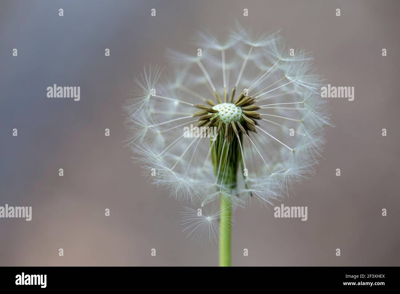Testa di rete del dente di leone in primo piano Foto Stock
