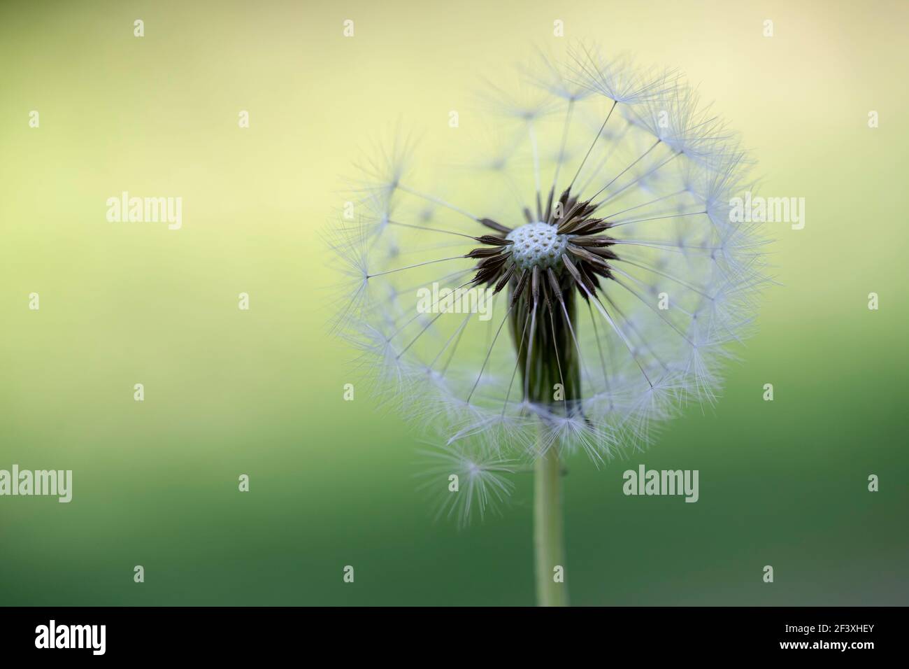 Testa di rete del dente di leone in primo piano Foto Stock
