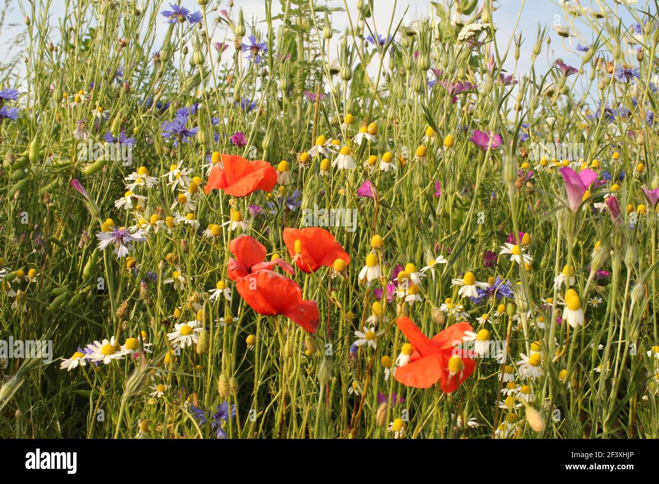 un gruppo di fiori selvatici diversi come papavero, fiore di mais e camomilla in un margine di campo nella campagna olandese in estate Foto Stock