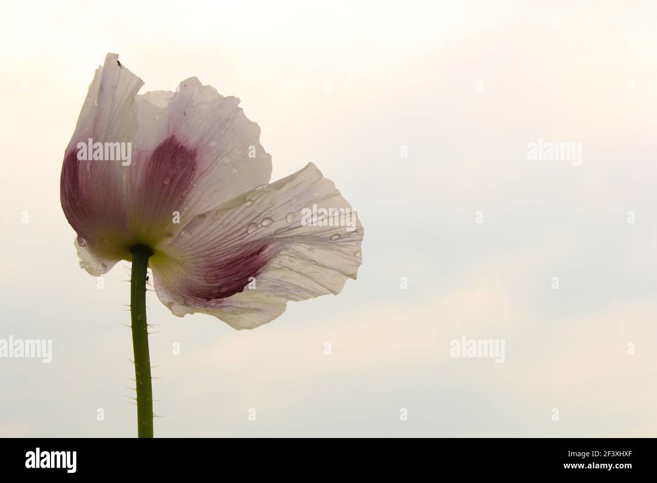 un papavero bianco fiore papavero con un primo piano di sfondo bianco Foto Stock