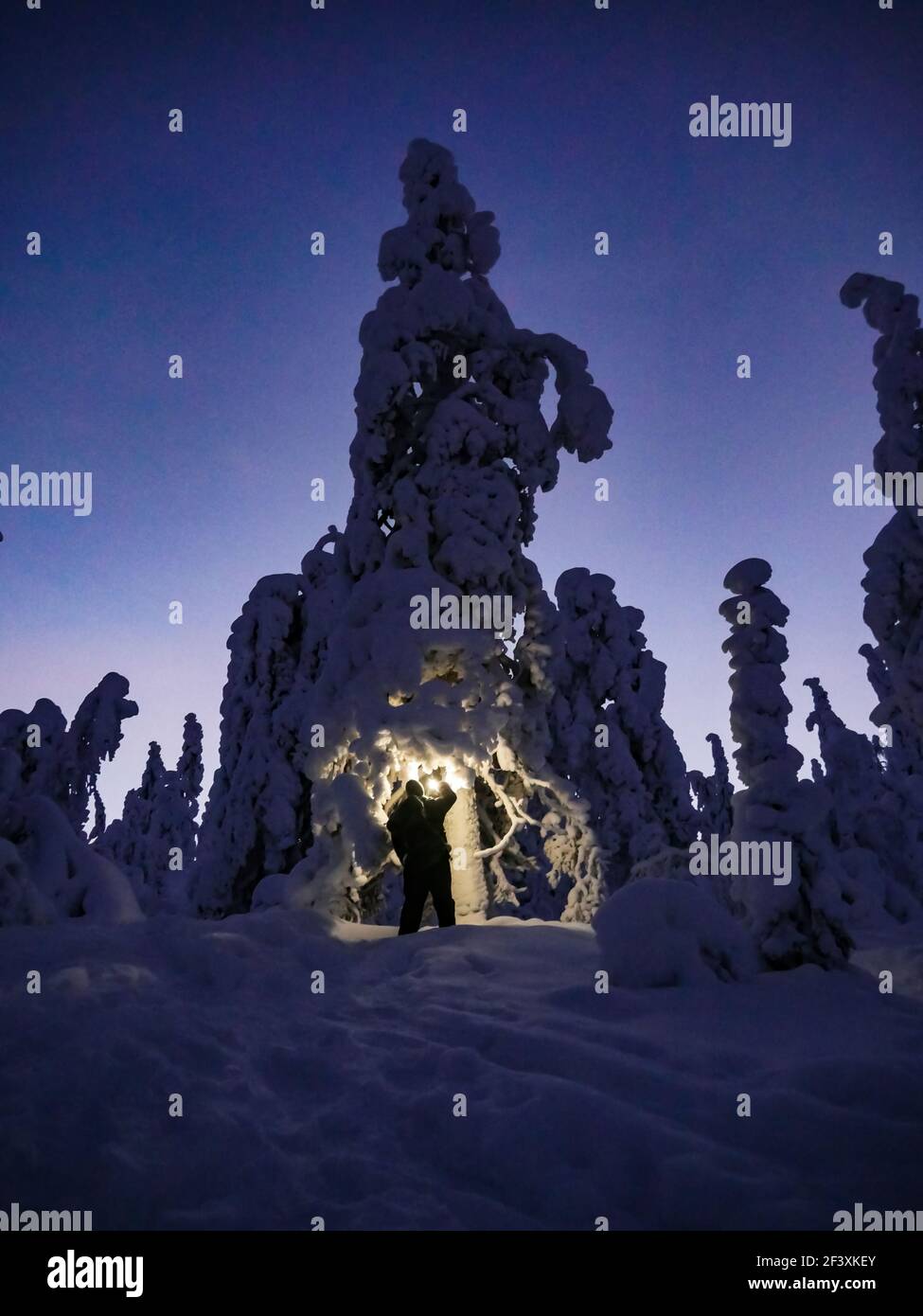 Uomo nell'esplorazione della foresta di tykkylumi, illuminando gli alberi con la sua lanterna, in Lapponia Foto Stock