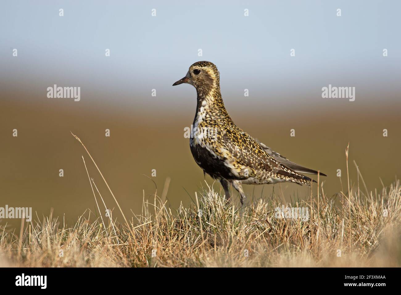 Golden Plover Pluvialis apricaria Yell, Shetland, Regno Unito BI010715 Foto Stock