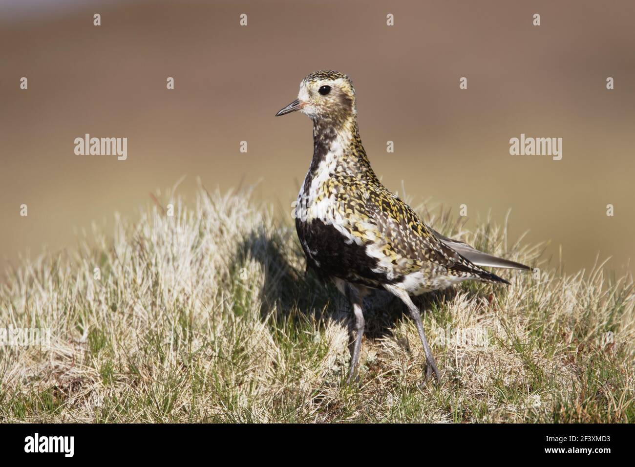 Golden Plover Pluvialis apricaria Yell, Shetland, Regno Unito BI010718 Foto Stock