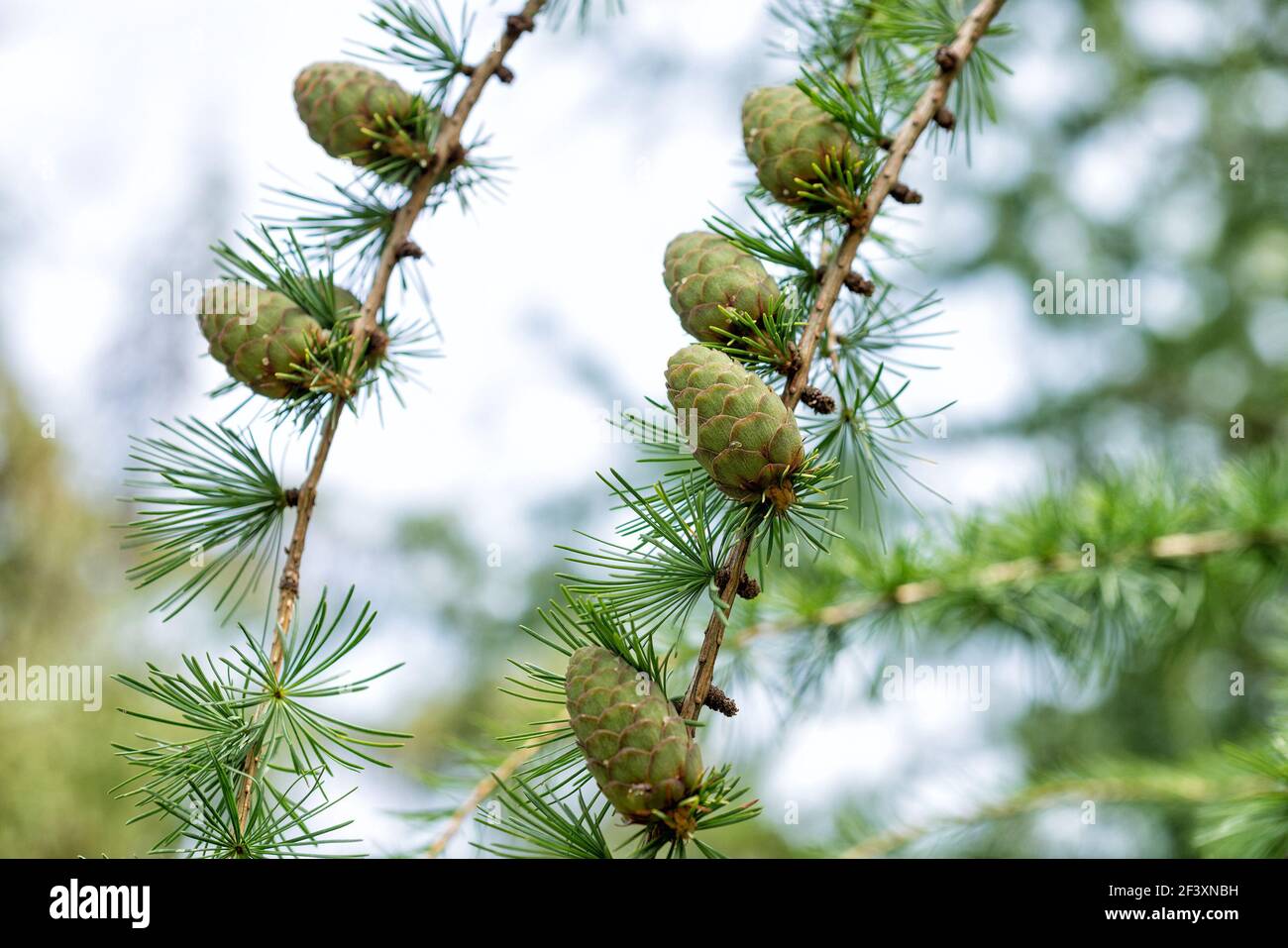 Coni verdi su Larix sibirica tree close-up Foto Stock