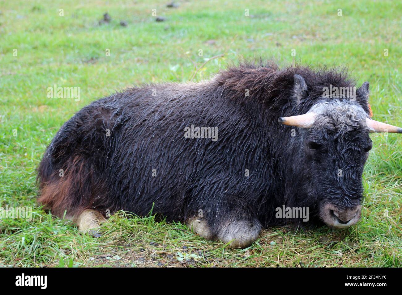 Muschio bue sdraiato in un prato, Alaska Foto Stock