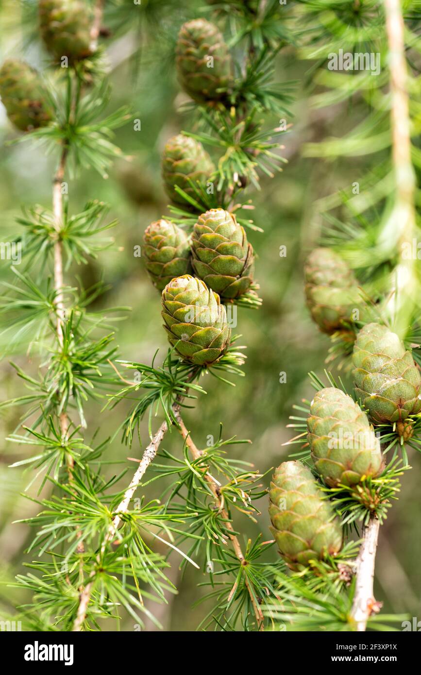 Coni verdi su Larix sibirica tree close-up Foto Stock