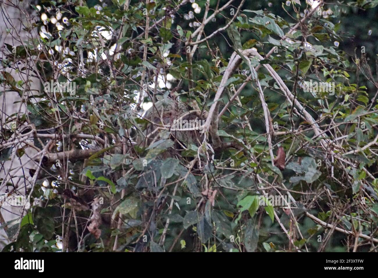 Sloth in un albero nella riserva naturale di Cuyabeno fuori del Lago Agrio, Ecuador Foto Stock