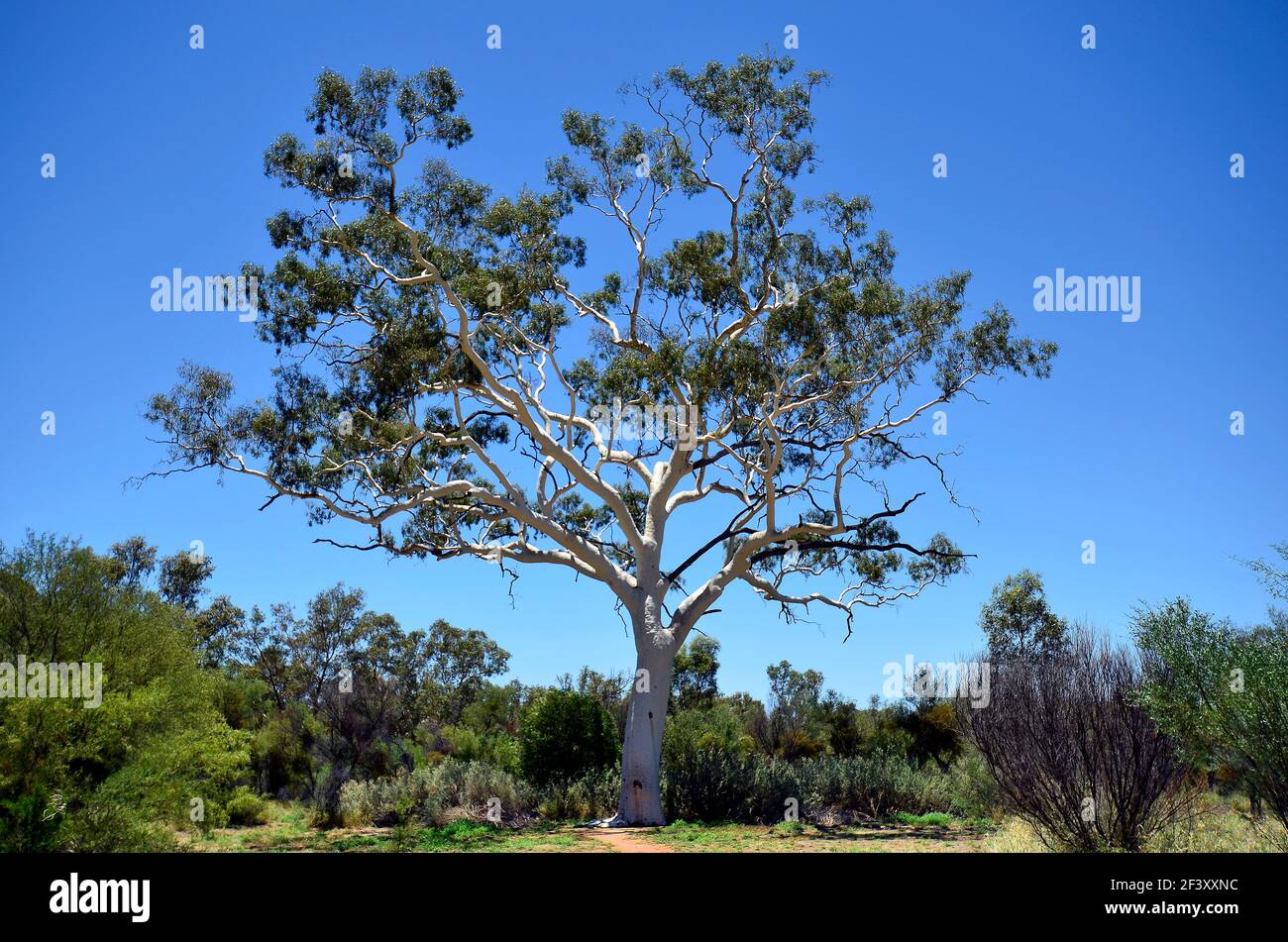 Australia, gomma di eucalipto fantasma Foto stock - Alamy