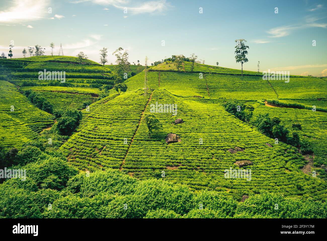 Scenario di piantagione di tè in Haputale, Hill Country, sri lanka Foto Stock