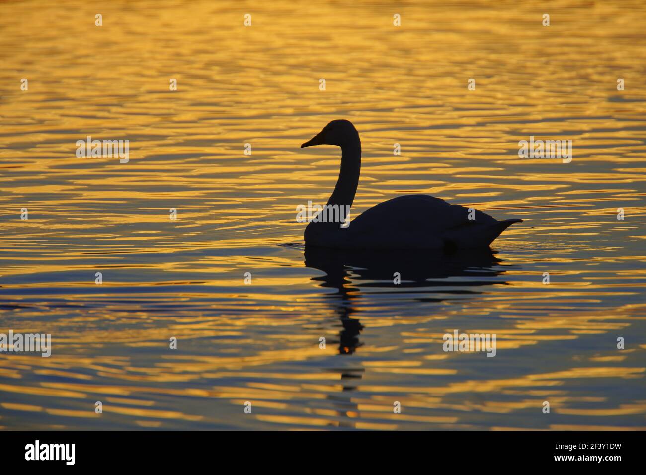 Whooper Swans - SilhouetteOlor cygnus WWT Martin Mere Lanacashire, Regno Unito BI013216 Foto Stock