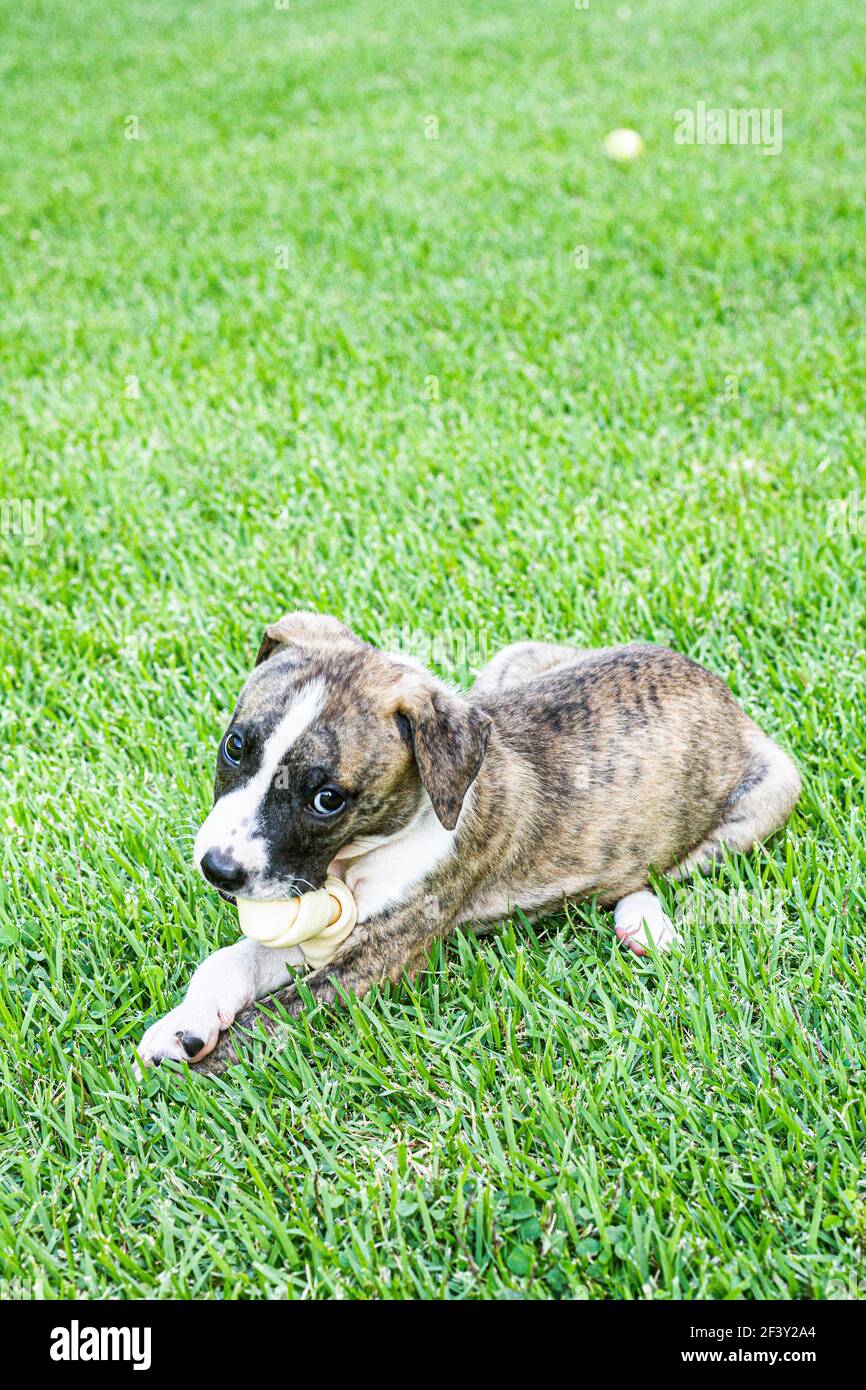 Pitbull cucciolo cane che gioca sull'erba. Florianopolis, Santa Catarina, Brasile. Foto Stock