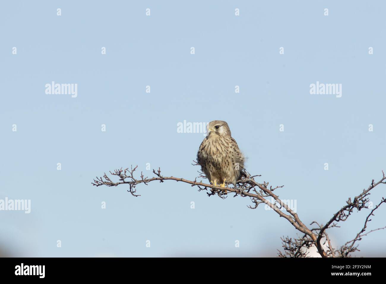 Kestral - Femminile al RestFalco tinnunculus Two Tree Island Essex, Regno Unito BI013253 Foto Stock