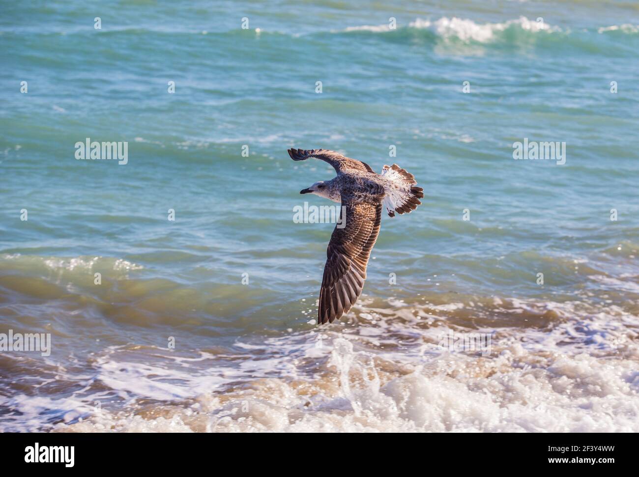 L'uccello vola sulle onde del mare brutto. Primo piano. Foto Stock