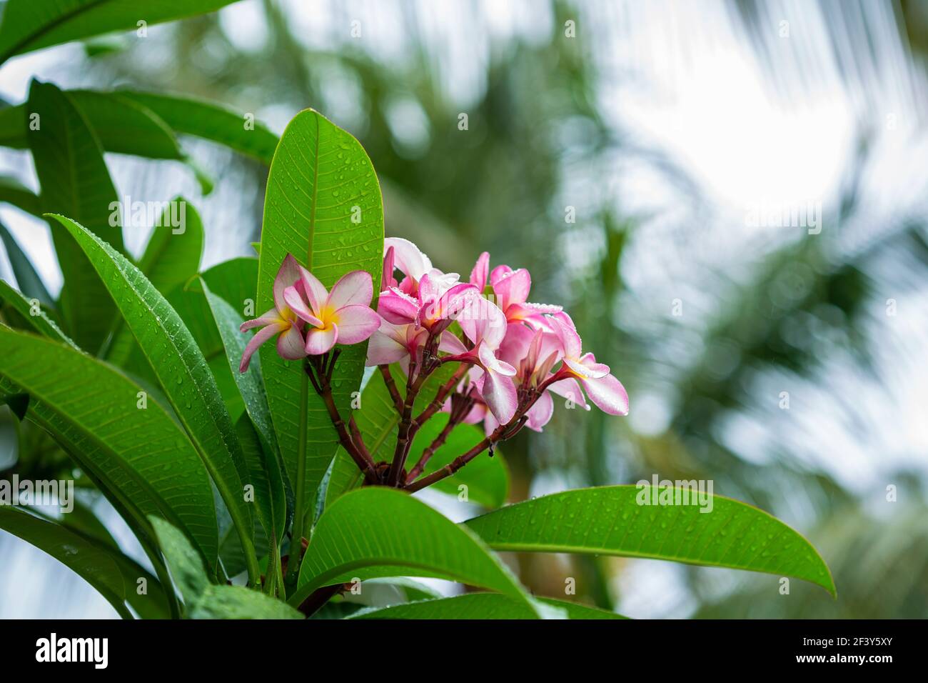Fiori rosa frangipani in estate, Mauritius. Foto Stock