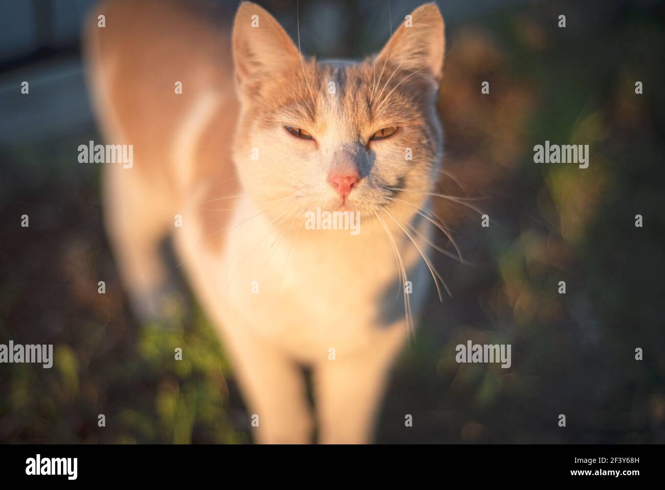 Vista ravvicinata del naso rosso del gatto. Foto Stock