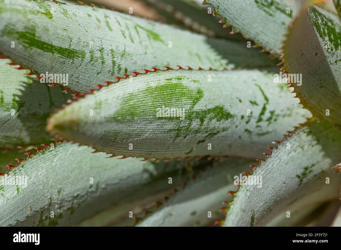 macro shot di foglie di ananas Foto Stock