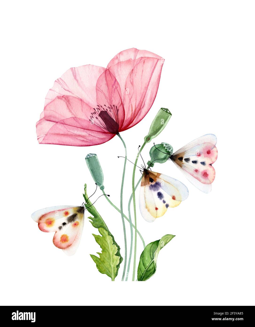 Fiore papavero acquerello con falena. Grande fiore rosa trasparente con tre farfalle colorate. Stampa dipinta a mano pronta grafica astratta. Botanico Foto Stock