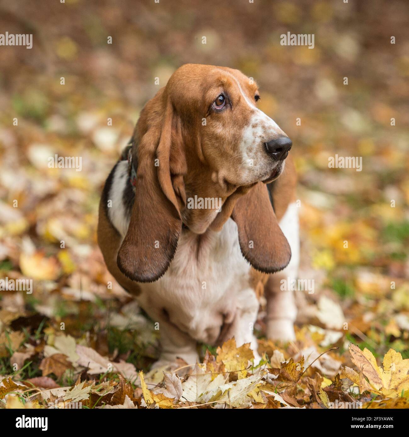 Basset Hound dog Foto Stock