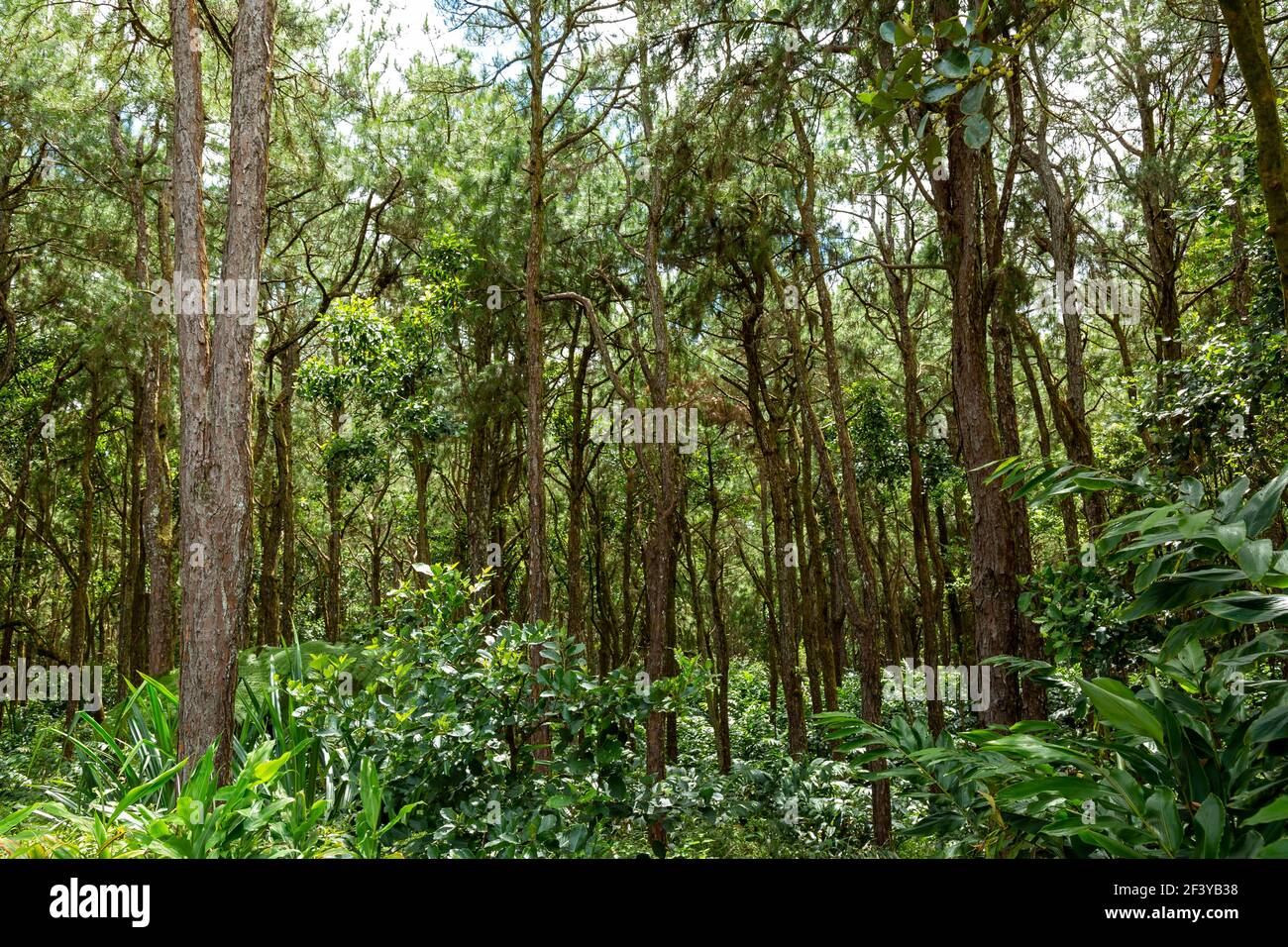 Foresta al mattino vicino al Mare Aux Vacoas Reservoir, Mauritius. Foto Stock