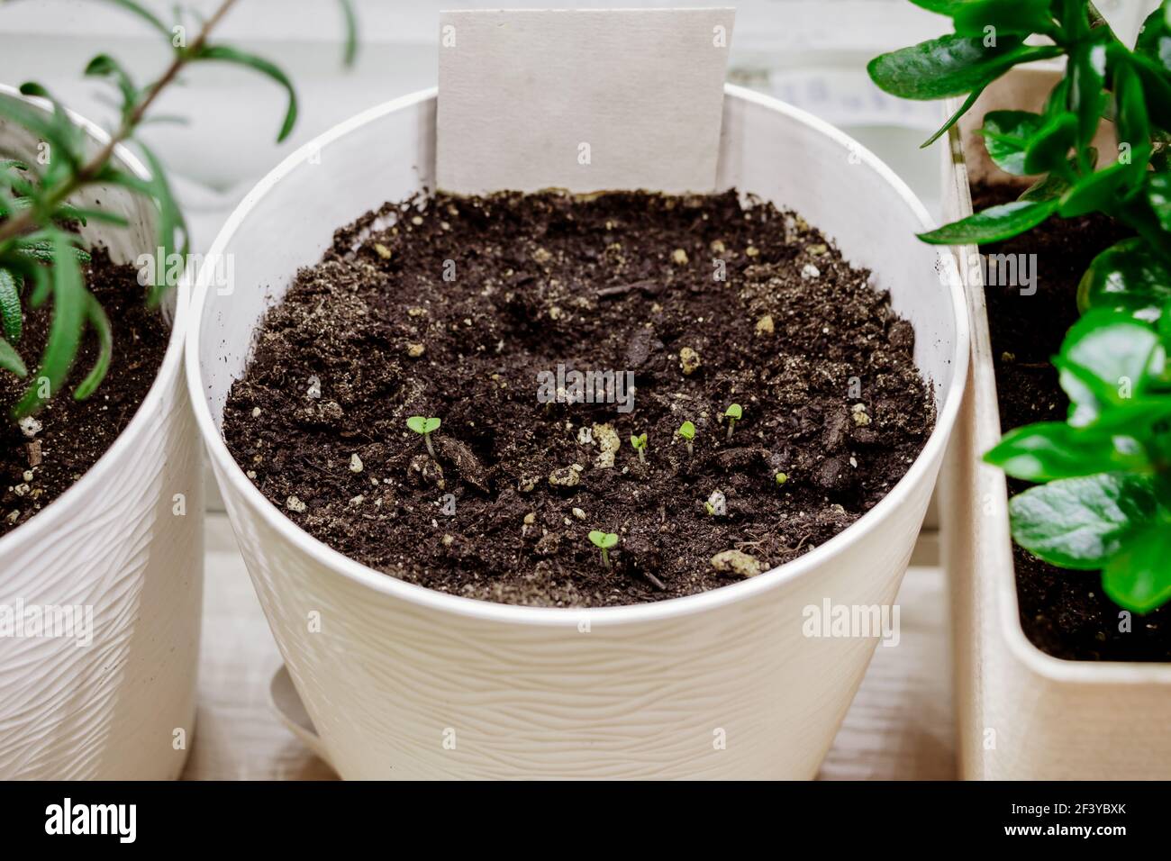 Germogli verdi giovani dai semi in pentola. Micrograni in crescita. Cucendo. Giardinaggio domestico e concetto di vita sostenibile. Foto Stock