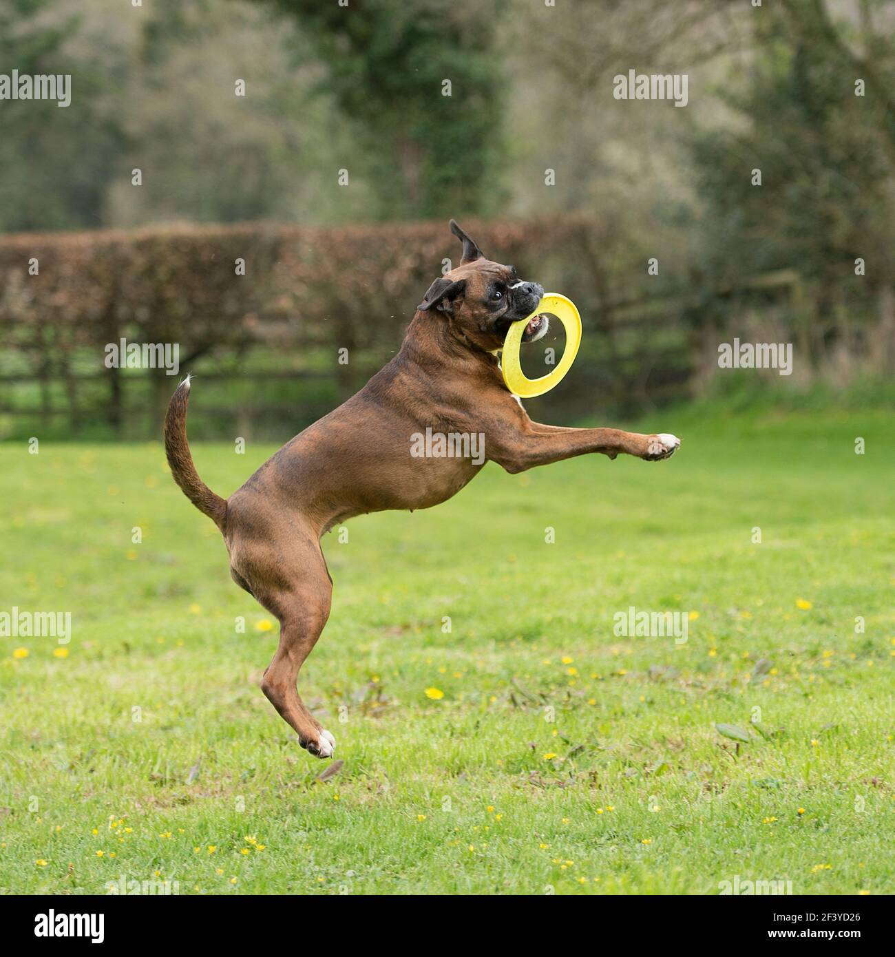 Boxer, coda non ancorata, giocando con frisbee Foto Stock