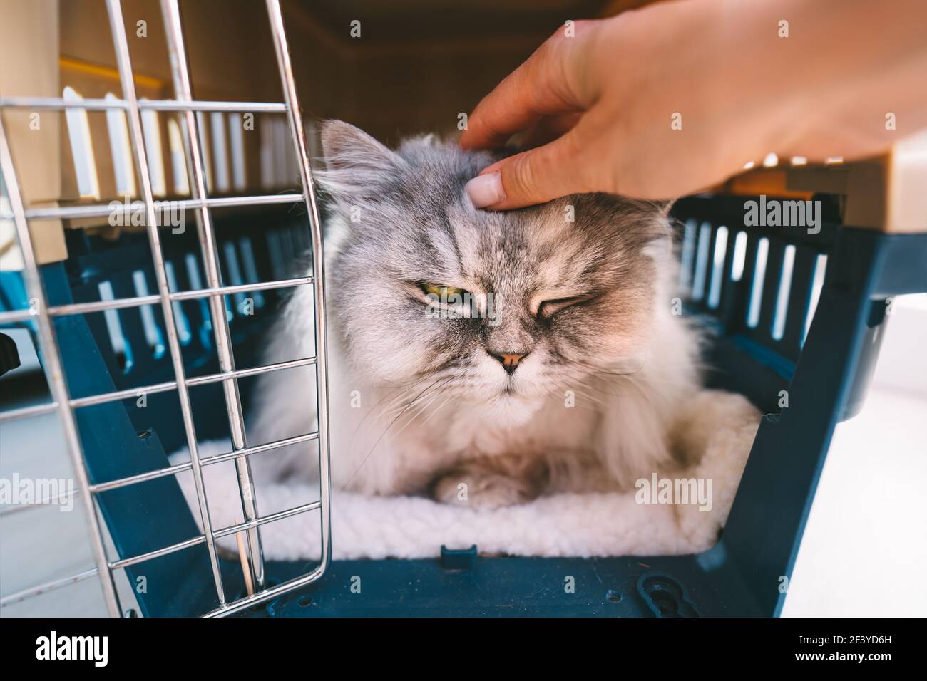 Donna mano pettinando bello rilassato gatto persiano giacente all'interno di plastica porta-animali o scatola da viaggio. Trasporto di animali domestici. Foto Stock