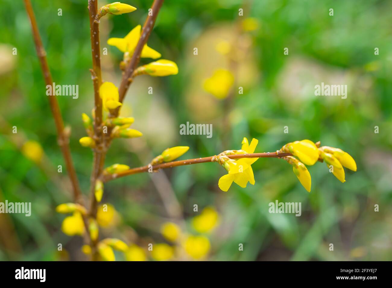 La pianta fiorisce in primavera. Un cespuglio ornamentale di forsite ha gemme e infiorescenze con fiori gialli luminosi contro uno sfondo di erba verde, c. Foto Stock
