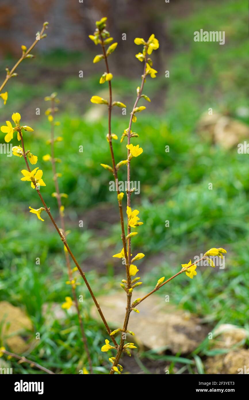 La pianta fiorisce in primavera. Il cespuglio ornamentale della forsizia ha  gemme e fiori con fiori gialli luminosi sullo sfondo di erba verde. l'aw  Foto stock - Alamy