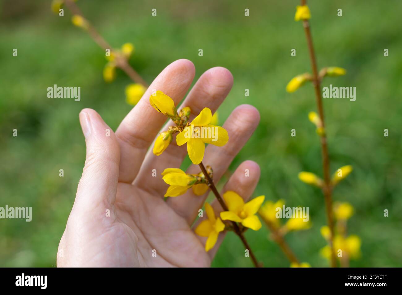 La pianta fiorisce in primavera. Un ramo di un cespuglio di forsite decorativo con fiori gialli luminosi nel palmo di una donna su uno sfondo di verde gr Foto Stock