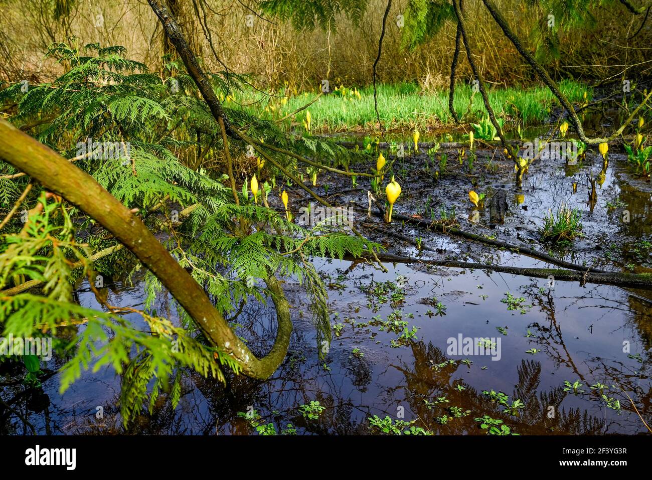 Fiori di lanterna delle paludi, Ravine Park, Abbotsford, British Columbia, Canada Foto Stock