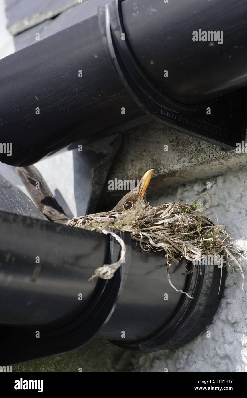 Blackbird - Femminile su nido made in croft gutteringTurdus merula South Uist, Outer hebrides Scotland, UK BI016783 Foto Stock