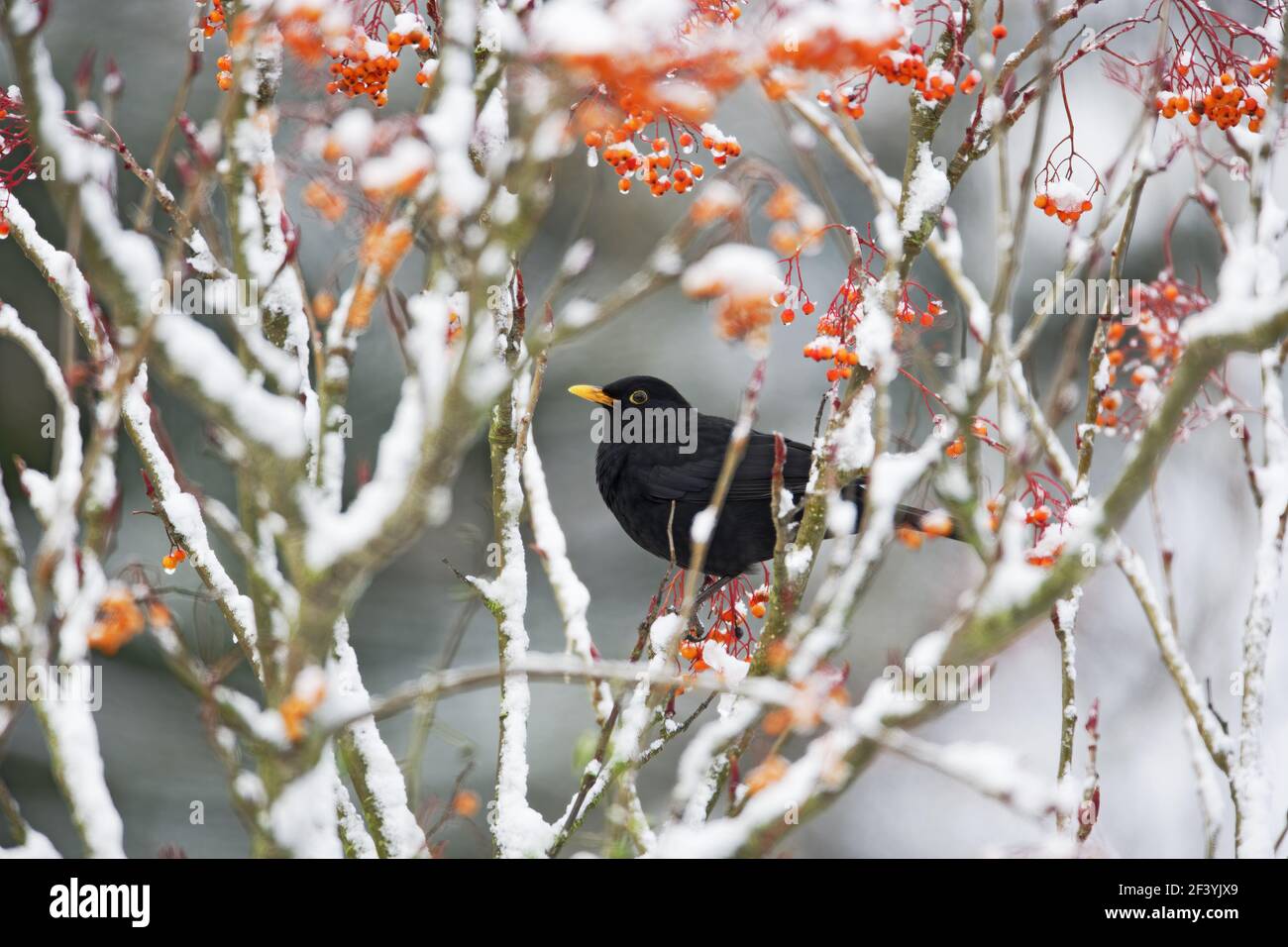 Blackbird - nutrire le berridi di Rowan nella neve, in GardenTurdus merula Essex, UK BI019392 Foto Stock