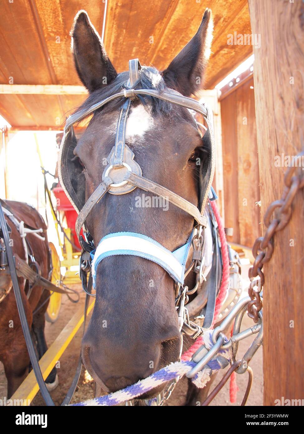 Cavallo bridled vicino al ranch locale dell'Arizona. Foto Stock