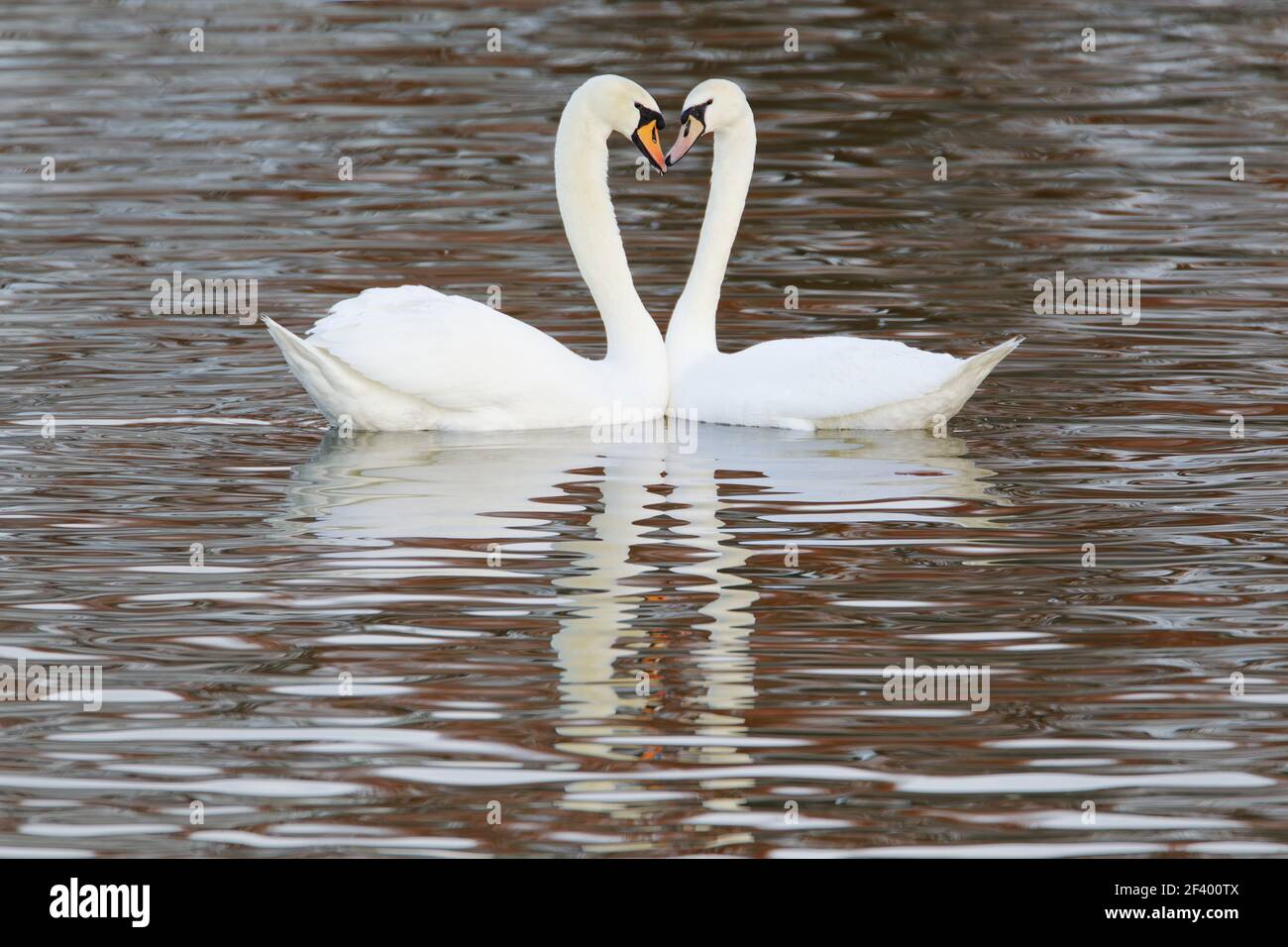 Mute Swan - Courtship displayCygnus olor Caerlaverock WWT BI020626 Foto Stock