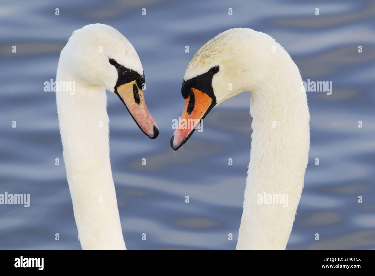 Mute Swan - Courtship displayCygnus olor Caerlaverock WWT BI020631 Foto Stock